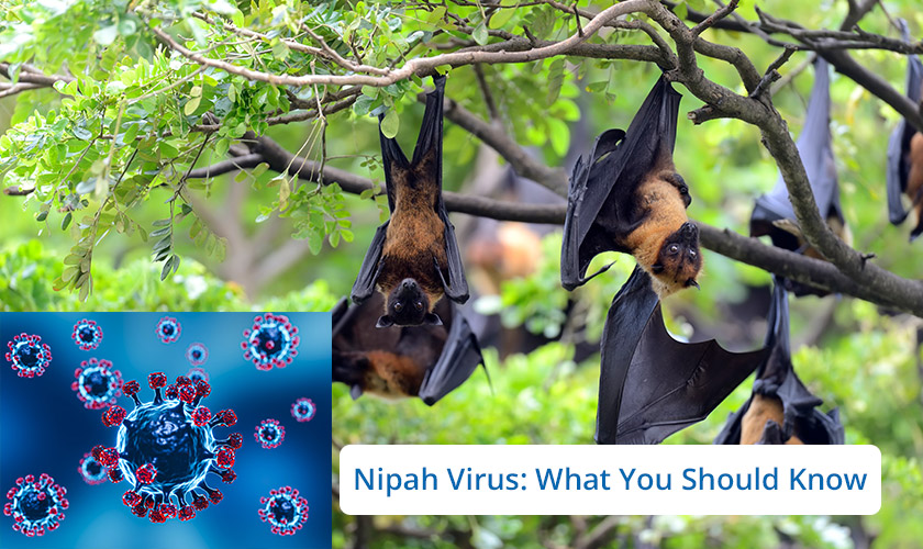 Nipah Virus: What you should know - Blog By KLE Hospital